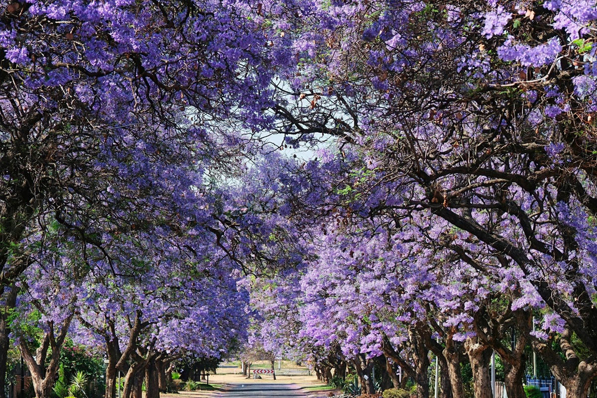 Túnel de jacarandás en flor, cielo de primavera